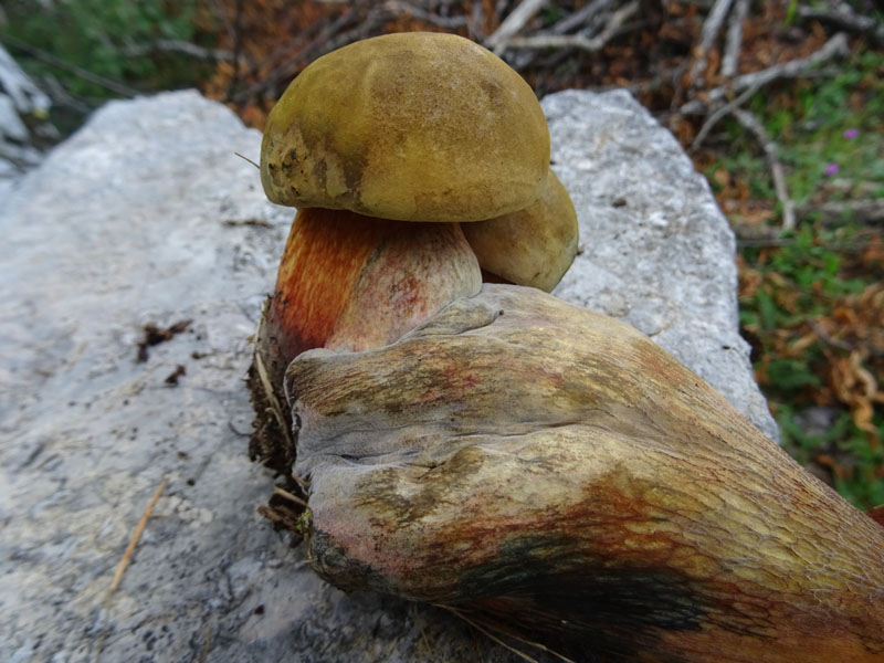 crescita anormale ?.....Boletus luridus